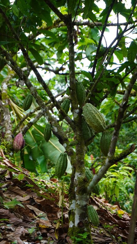 Copa de árbol de cacao con mazorcas vista desde abajo
