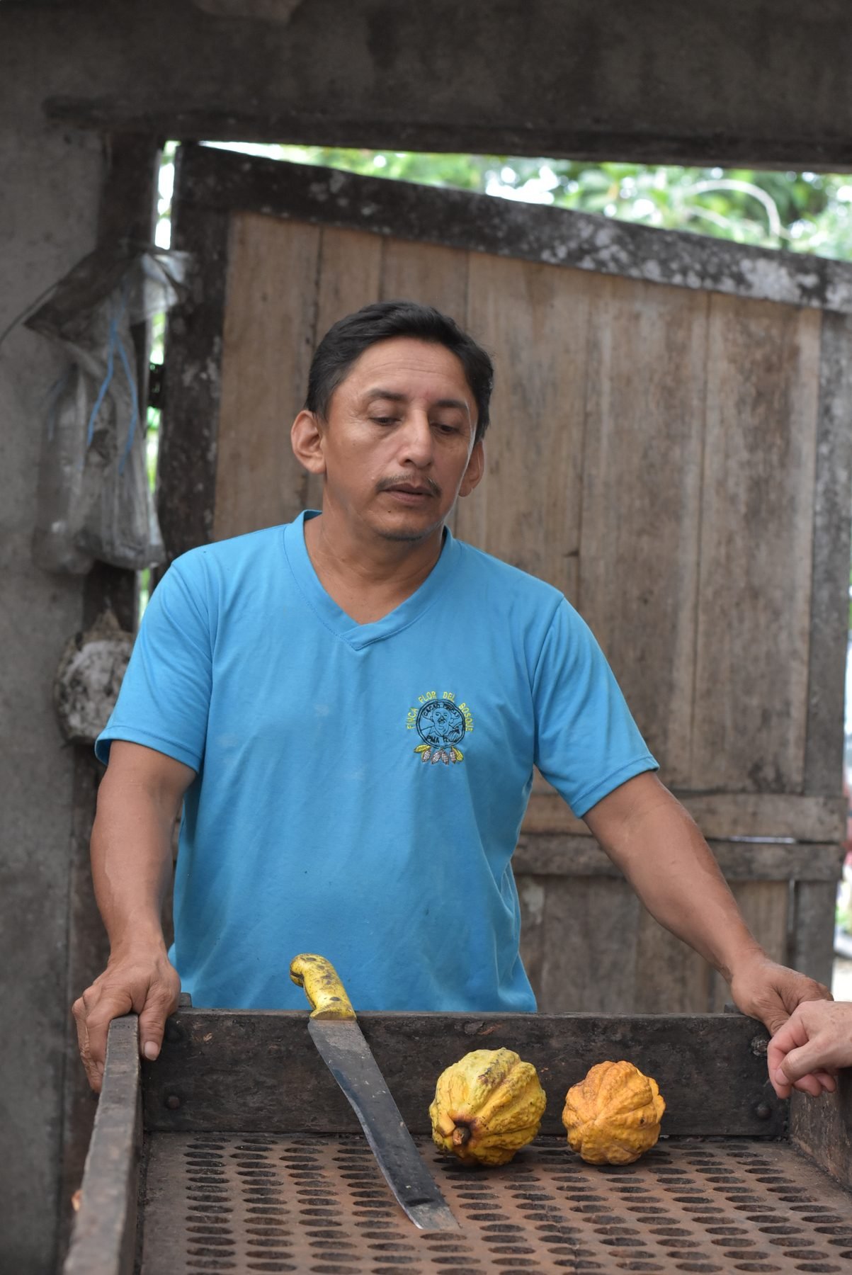 Cacaocultor abriendo mazorcas amarillas de cacao con machete sobre una mesa