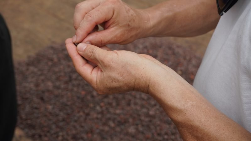 Manos sosteniendo granos de cacao fermentados sobre la cama de secado