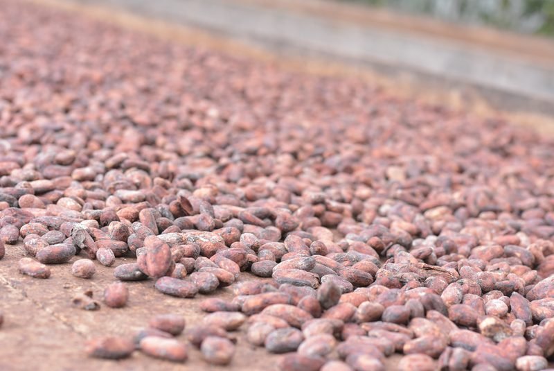 Granos de cacao fermentados secándose sobre una cama de madera