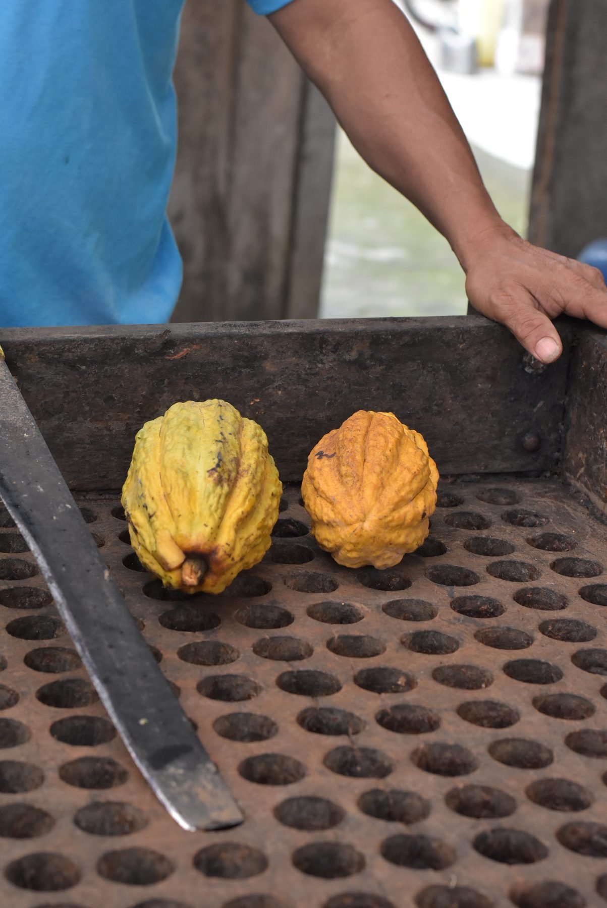 Dos mazorcas maduras de cacao, una amarilla y una naranja, sobre una bandeja metálica, con la mano de un cacaocultor al borde
